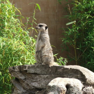 Blairdrummond Meerkat Experience for 4