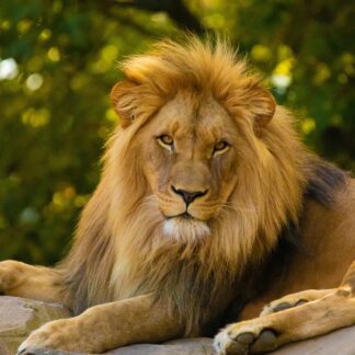 Bucket List South African Safari 2027